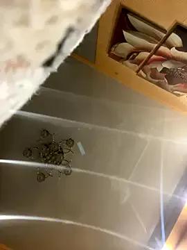 DazzzlingDame on StripChat 